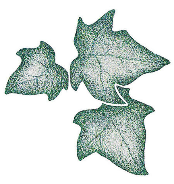 ivy leaf drawing