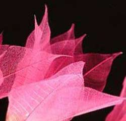 Pink Flower Skeleton Leaves String Lights -- 9 Feet in Length