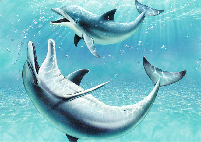 Royce B McClure Dolphins Greeting Card